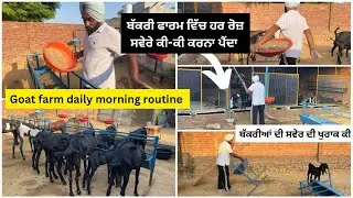 ਬੱਕਰੀ ਫਾਰਮ ਚ ਹਰ ਰੋਜ਼ ਸਵੇਰੇ ਕੀ ਕਰਨਾ ਪੈਂਦਾ||goat farm daily routine||goat feeding #goatfeed #goatfarm