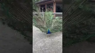 Peacock opening feathers & screaming 🦚 #funny #cute #lol #memes #viral #asmr #life #canada #bird