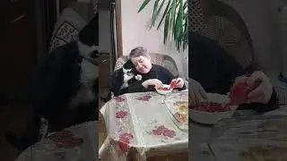 Кошачьи нежности