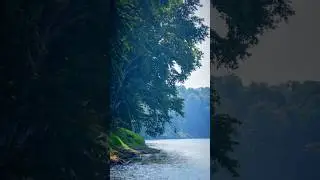 Stunning and Amazing Nature Photography | Captivating Nature Moments  #nature #wildlife #shorts