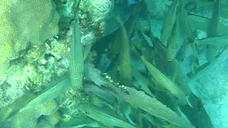 John Pennekamp Coral Reef State Park - Snorkeling Tour - Key Largo, FL - 2
