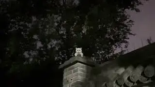 The Cat on the Wall: Observing Humans Every Single Night, Year-Round