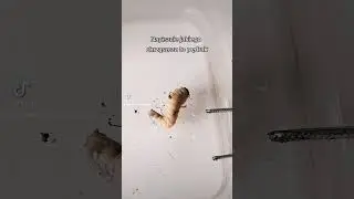 Co słychać u mojego pędraka #insect #insects #beetle #beetles