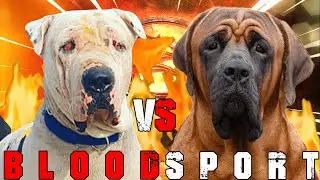 Bully Kutta vs Tosa Inu | Tosa Inu vs Bully Kutta | Powerful Guard Dog? | Billa Boyka |
