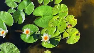 A Meditation on Divine Strength