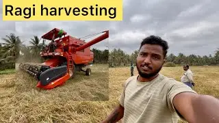 Ragi harvesting with machine 2025 | combine harvester 