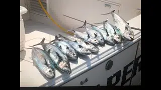 King and Spanish Mackerel + Bonito. Smoked King Mackerel Attempt and Bonito Sashimi!!!