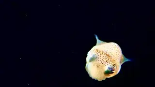 Pelagic Magic black water dive with Jack&rsquo;s Dive Locker
