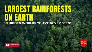 Largest Rainforests on Earth 10 Hidden Worlds You've Never Seen!