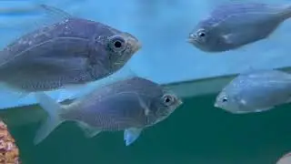 Tropical fish Mote Marine Laboratory Aquarium City Island Sarasota Bay Florida America 1 15