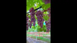 How to Bear Fruit in your Christian Life p.1?