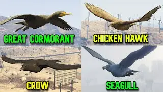 Gta 5 Great Cormorant, Chicken Hawk, Crow and Seagull Locations