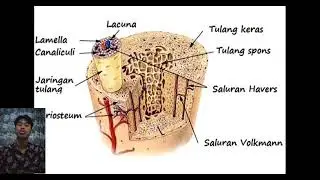 Tugas mata kuliah sitohistologi 