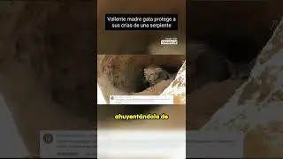 Madre gata hero&iacute;na salva a sus gatitos de una pit&oacute;n #NaturalezaSalvaje #BatallaAnimal