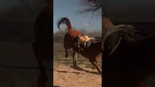 The Art of Breaking Horses