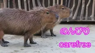 まったりと　(カピバラ劇場)　Capybara　space　berry　happy