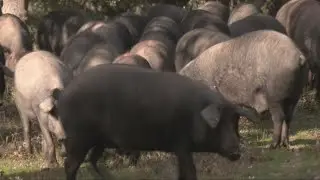 Los reporteros I La guerra por la denominación de origen protegida del jamón ibérico