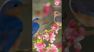 &hearts;️✨💞💯💯|| Quranic Reflection