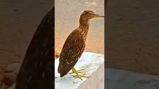 beautiful birds #animalsphotography #animals #naturalattractions