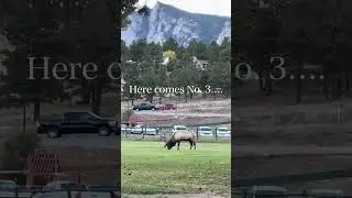 rare piebald elk + pheromone pee + bugling soundtrack combo