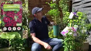 How to get colour all year with clematis