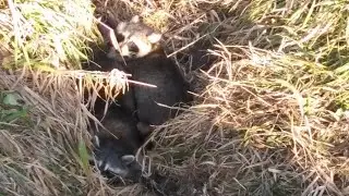 Охота в Айове, часть 1, выпуск 1. День установки ловушки и первая проверка.