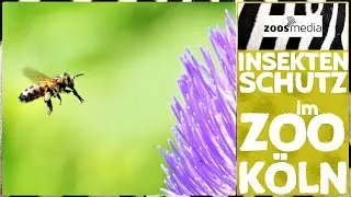 Cologne Zoo: Conservation of insects in the flight show installation 🐝 | zoos.media