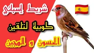 شريط إسباني 🇪🇸 كوبية لتلقين الحسون و الهجين