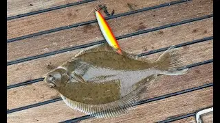 Sea Fishing Brighton - trying things - still catching plaice