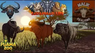 Manada de Búfalo no savannah life. (Ep. 49)