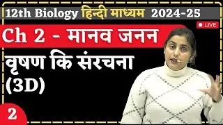 Lecture - 2 | वृषण कि संरचना (3D) | Ch-2 | मानव जनन (Human Reproduction) | hindi medium