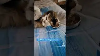 @acrazykittencaboodle 24/7 #cat concierge making cat lazy #catsoftiktok #catlife #lazycat #catshorts