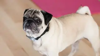 Making a Splash Hosting a Successful Pug Pool Playdate