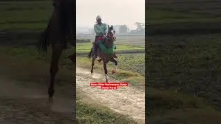 First time Horse Racing video #horse #uprace #horseracing #horsetrack #horsesports
