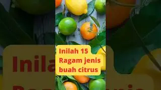 inilah 15 Ragam Jenis Buah Citrus #buahcitrus #jeruk #namajeruk #shorts