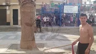 Concurso De Ganaderias Con Hermanos Belles En El Grao De Castellon