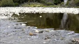 Wombat at Ronny Creek, Cradle Mountain, Tasmania