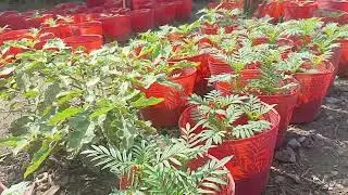 Cập nhật Vạn Thọ 26/11