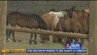 7/9 - 5:30pm - Animal Welfare in the Heat of Nevada's Summer