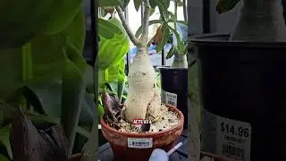 caudex vs caudiciform, whats the difference?
