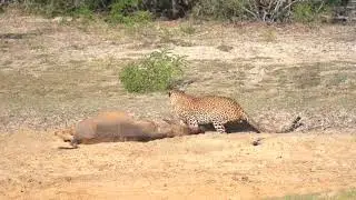 Yala Leopard - Great Hunter Robert