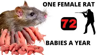 How To Get Rid Of Rats - Air Rifle Hunting
