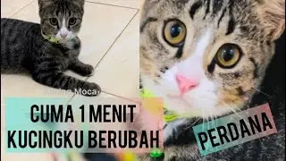 Cobain cara ini, kucingku langsung berubah 100 % #cat #video #subscribe 