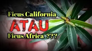 Mengenal Ficus Nerifolia , Beringin Impor dan cara budidayanya , Pesaing tambat sapi dan pecut kuda