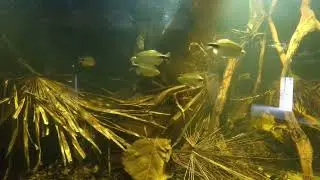 Long-finned tetras in African rainforest themed aquarium