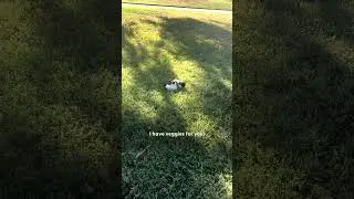 Two Dumped Guinea Pigs Get Saved From Park | The Dodo