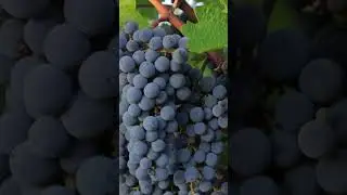 Where does tannin in RED WINE come from?