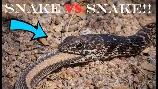 EPIC Snake VS. Snake Fight To The Death!!