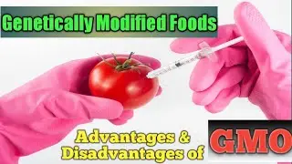 Advantage disadvantage of genetically modified food in 2021 | Genetically modified food good or bad