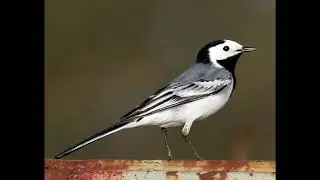 Pied Wagtail Bird Call